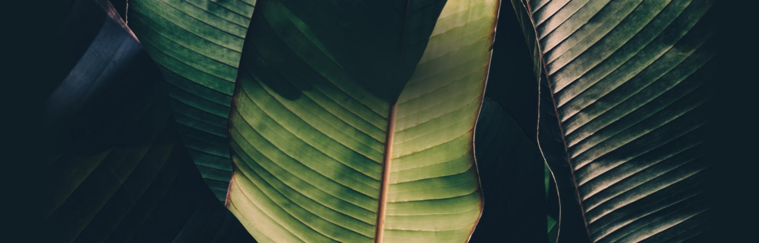 Leaf background