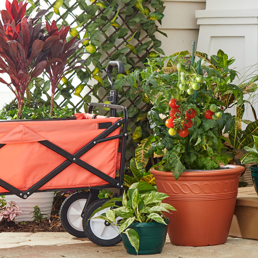 free shipping on all plants