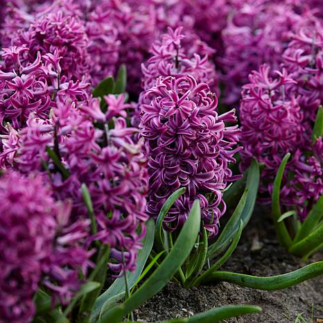 Hyacinths Purple Sensation Set of 10 Bulbs