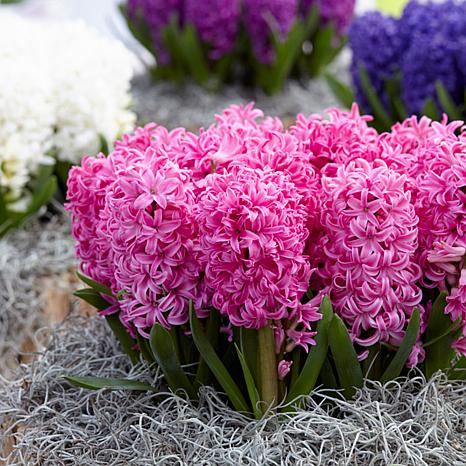 Hyacinths Pink Pearl Set of 10 Bulbs