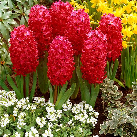 Hyacinths Jan Bos Set of 10 Bulbs