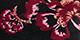 Black Floral