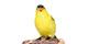 Goldfinch