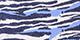 Ocean Wild Zebra