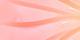 Pink Conch