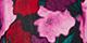 Watercolor Floral Black Combo