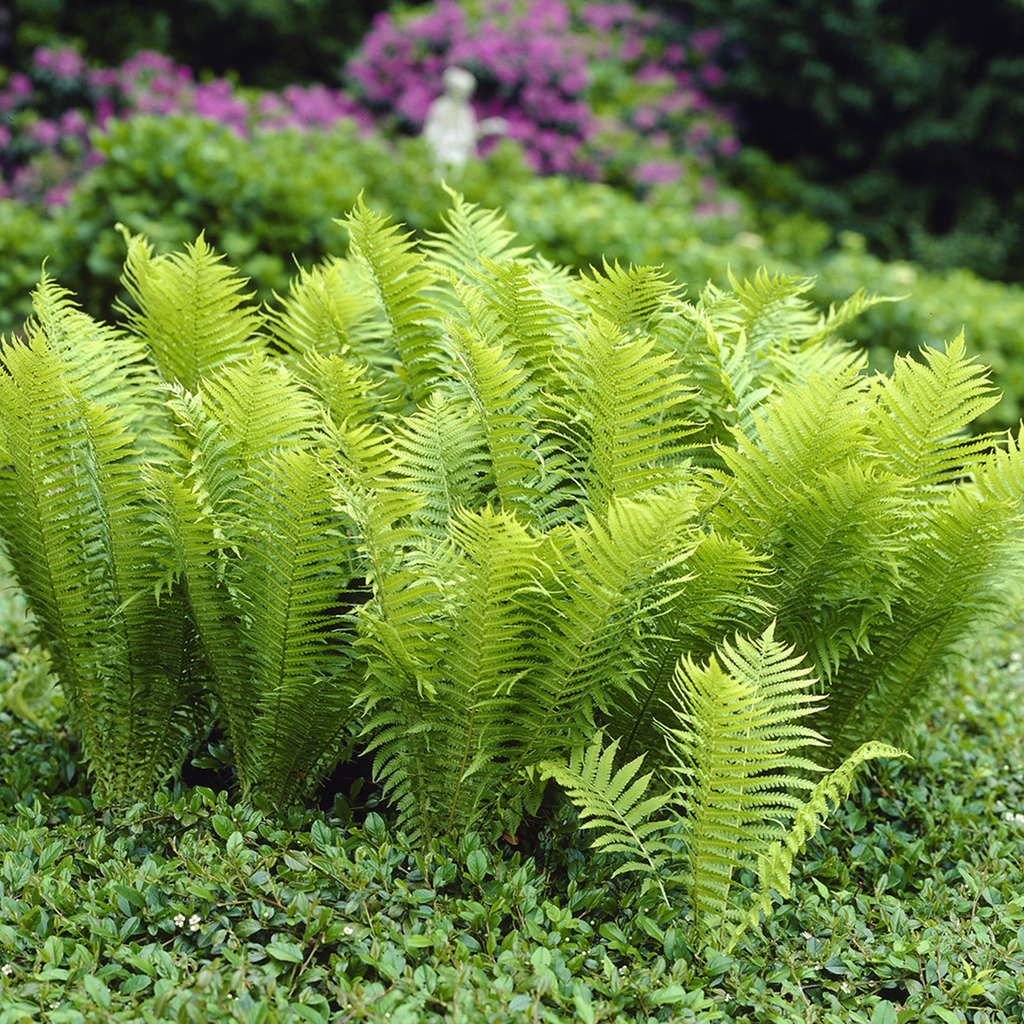 Woodland Plant TN Ostrich (Glade) Fern Set Of 3 Roots - 8962347 | HSN