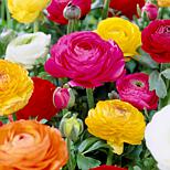 Butter Cups Ranunculus Double Blooming Mixed Set of 25 - 8962358 | HSN