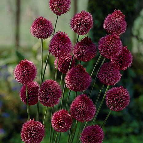 ［新品］SLOTHREAT Allium Allium Sphaerocephalon Set of 25 Bulbs - 9214584 | HSN