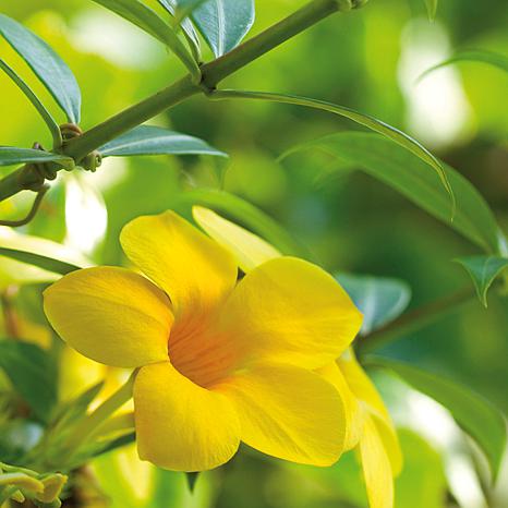 Trumpet Vine Flava Root Stock