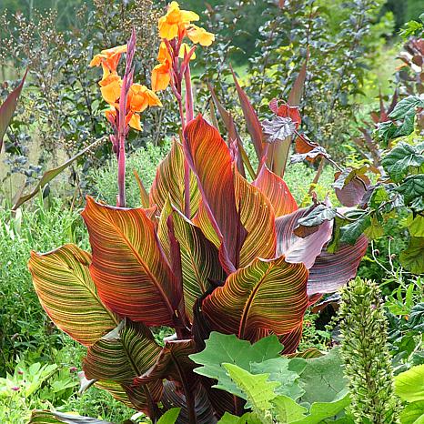 Canna Lily hybrida MACtro Tropicanna® Bulb