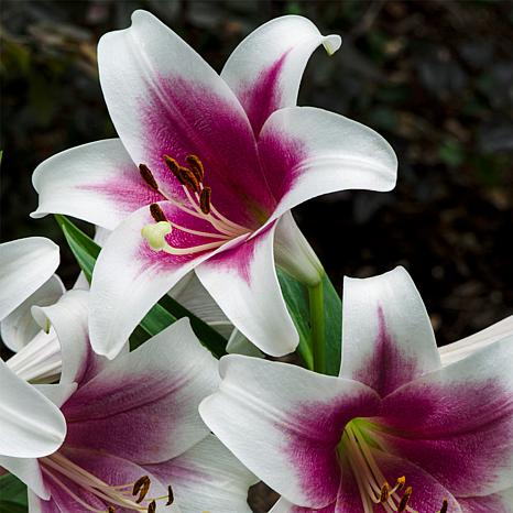 van-zyverden-lilies-friso-set-