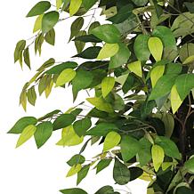 6 ft. Artificial Ficus Microcarpa Tree with White Decorative Pot