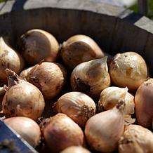 Allium Azureum Blue Globe Set of 25 Bulbs