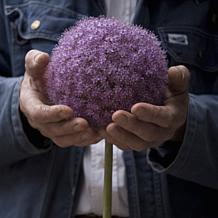 Allium Giganteum Set of 1 Bulbs