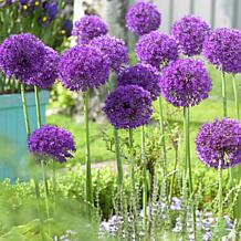 ［新品］SLOTHREAT Allium Longfield Gardens Allium Perennial Garden, 75-bulbs | Costco