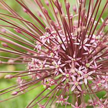 Allium Schubertii Set of 3 Bulbs