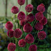 Van Zyverden Allium Blend - 6 Bulbs | HSN