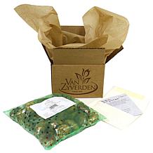 Allium Sphaerocephalon Set of 25 Bulbs