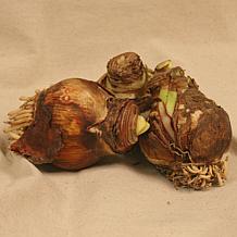 Amaryllis Red Lion Set of 3 Bulbs