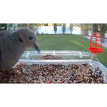 "As Is" Improvements Solar Powered Smart Birdfeeder With Camera