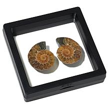 "As Is" KALIFANO Ammonite Specimens in Black Frame