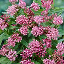 Asclepias Exclusive Sweet Monarch Blend Set of 9 Bulbs
