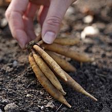 Astilbe Premium Mixed Colors Set of 5 Roots