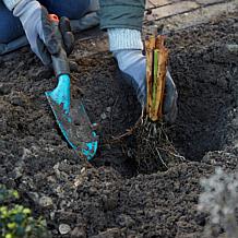 Bearded Iris Cherry Blossom Song Set of 3 Roots