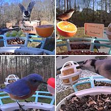 Birdfy 4-in-1 Bird Perch