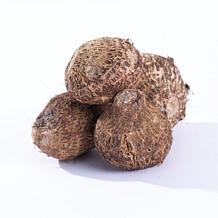 Black Coral Elephant Ears - 1 Bulb