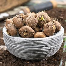 Blazing Star Liatris Spicata White Set of 25 Bulbs