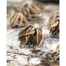 Butter Cups Ranunculus Double Yellow Set of 25 Bulbs