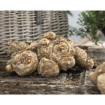 Callas Picasso Set of 5 Bulbs