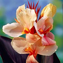 Cannas Angel Martin Set of 5 Bulbs
