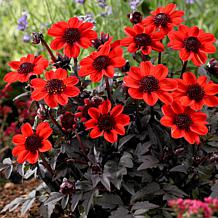 Container Dahlias Pulp Fiction Set of 3 Bulbs