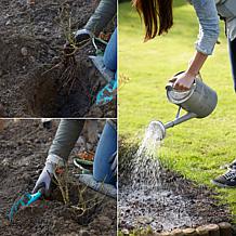 Crape Myrtle Red Root Stock