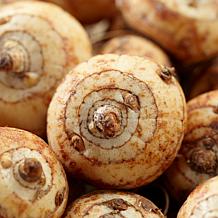 Crocosmia Giant Lucifer - 12 Mammoth Bulbs