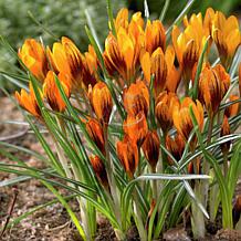 Crocus Orange Monarch Set of 25 Bulbs