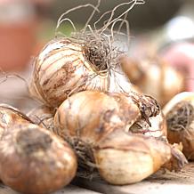 Daffodils Tete A Tete for Containers Set of 25 Bulbs