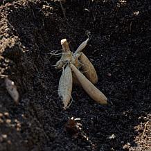 Dahlia Lavender Perfection Decorative 4-5' Tall Bloom
