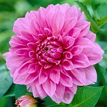 Dahlia Lavender Perfection Decorative 4-5' Tall Bloom