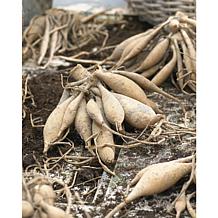 Dahlias Rebecca's World Set of 5 Bulbs