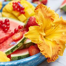 Daylilies Candy Mixed Set of 5 Roots