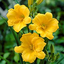 Daylilies ReBlooming Stella de' Oro Set of 5 Roots