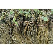 Ever Bearing Strawberries Ever Sweet Set of 20 Roots