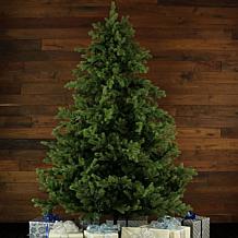 Fraser Hill Farm 10-Ft. Foxtail Pine Christmas Tree