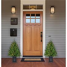 Fraser Hill Farm 2-Ft. Boxwood Porch Tree in Black Pot w/ White Lights