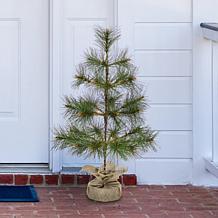 Fraser Hill Farm 3-ft. Farmhouse Fir Christmas Tree with Burlap Bag