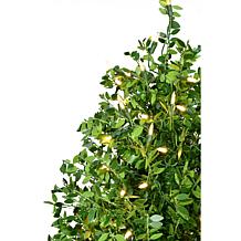 Fraser Hill Farm 4 ft. Boxwood Porch Tree Set with Warm White Lights